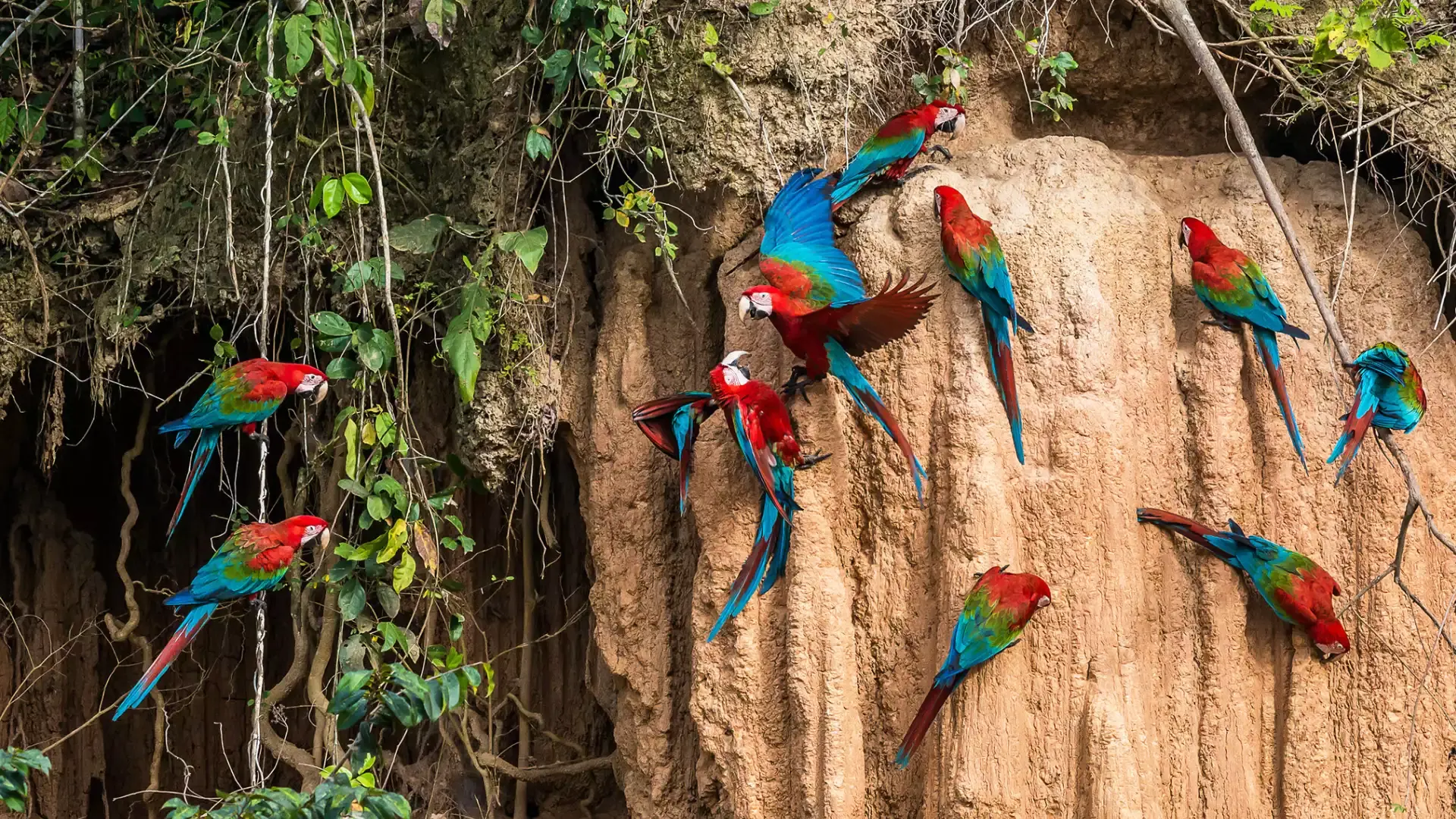 Jungle Tour